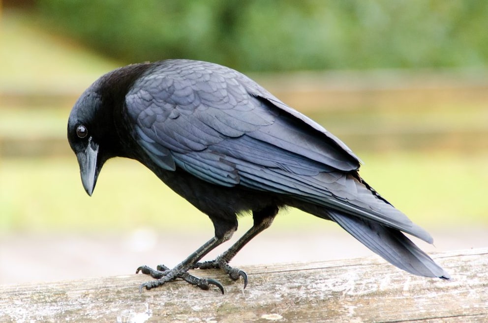 Crow