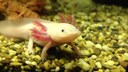 Ein Axolotl schwimmt in einem Aquarium