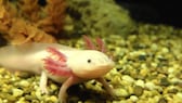 Ein Axolotl schwimmt in einem Aquarium