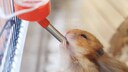 Hamster trinkt