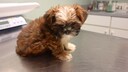 2 Monate alter Yorkie-Welpe auf dem Behandlungstisch beim Tierarzt