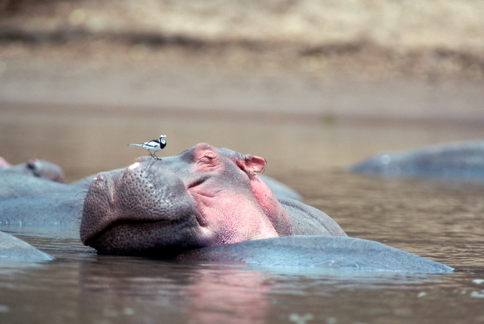 Ein Flusspferd dümpelt schlafend im Wasser