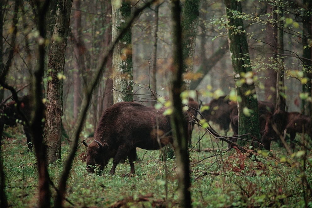 Wisent Europa