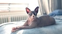 Ein Sphynx-Katze liegt entspannt auf dem Bett