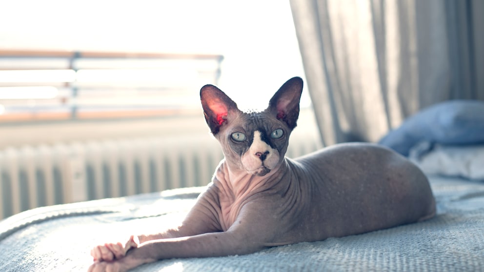 Ein Sphynx-Katze liegt entspannt auf dem Bett