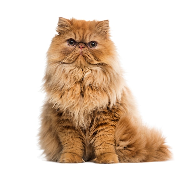 7 besonders große Katzenrassen - PETBOOK