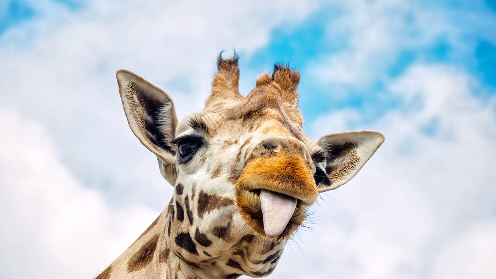 Eine Giraffe streckt die Zunge aus.