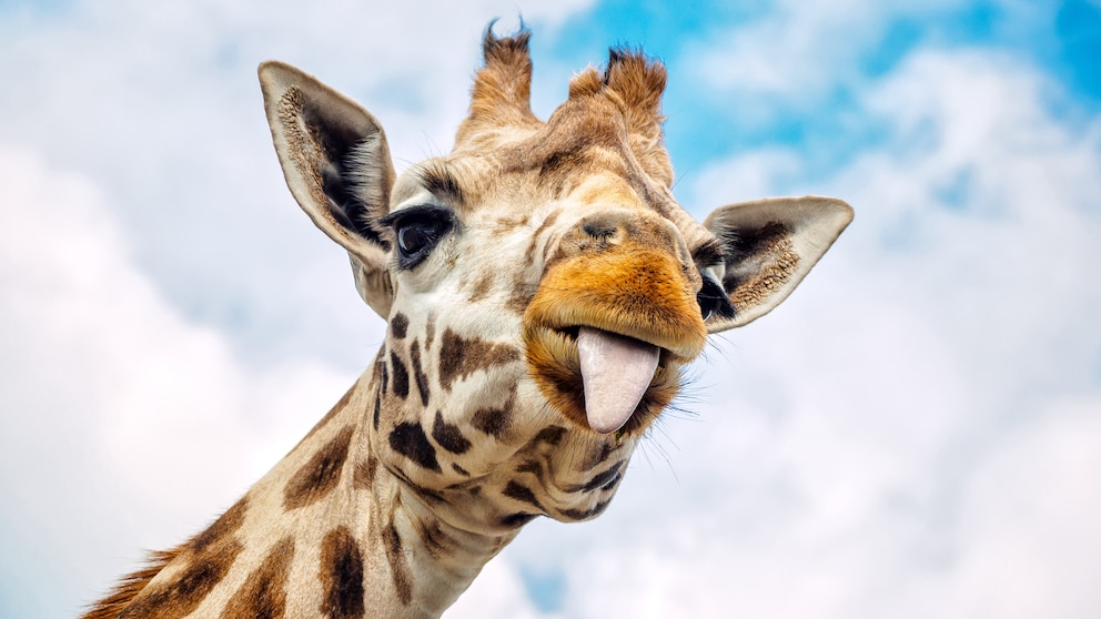 Eine Giraffe streckt die Zunge aus.