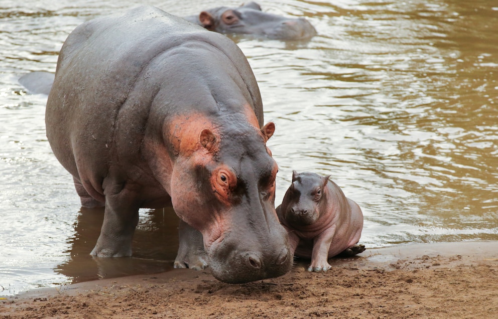Ein Flusspferd und sein Junges an einem Fluss in Afrika