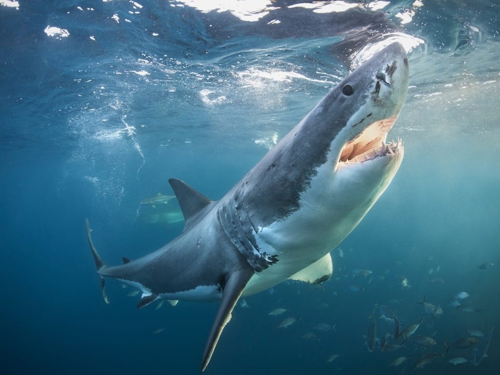 Great white shark underwater