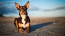 Ein Australian Kelpie liegt am Strand