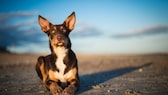 Ein Australian Kelpie liegt am Strand