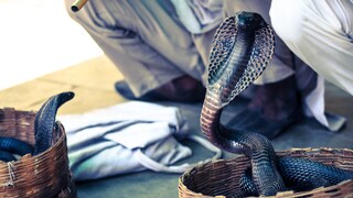 Schwarze Kobra in einem Korb eines Schlangenbeschwörers in Delhi