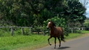 Laufendes Pferd an der Straße