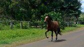 Laufendes Pferd an der Straße