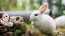 Junges Kaninchen im Außengehege