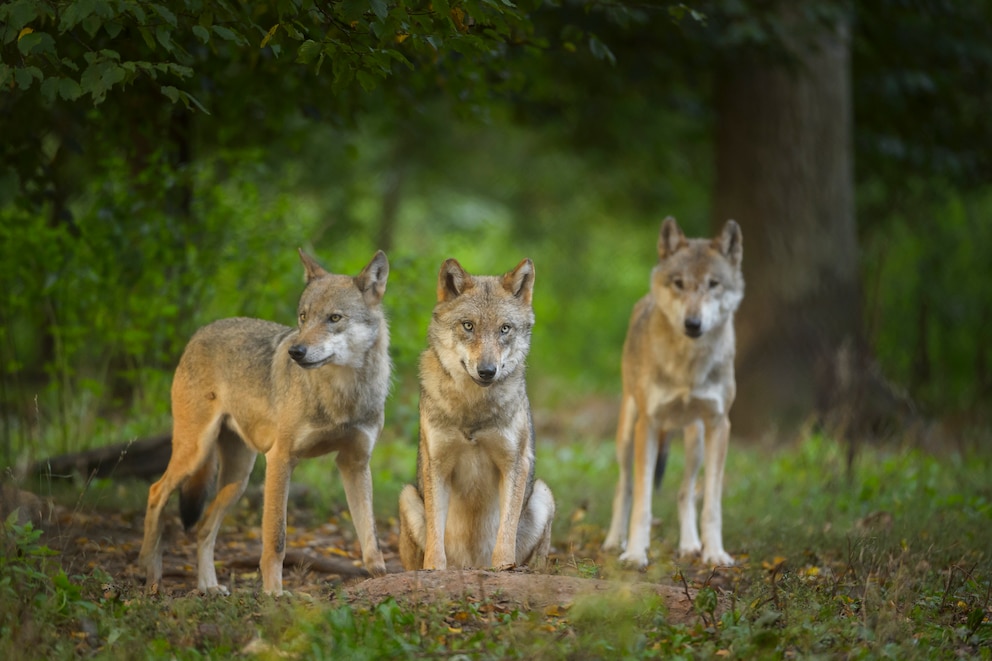 Wolf in Deutschland