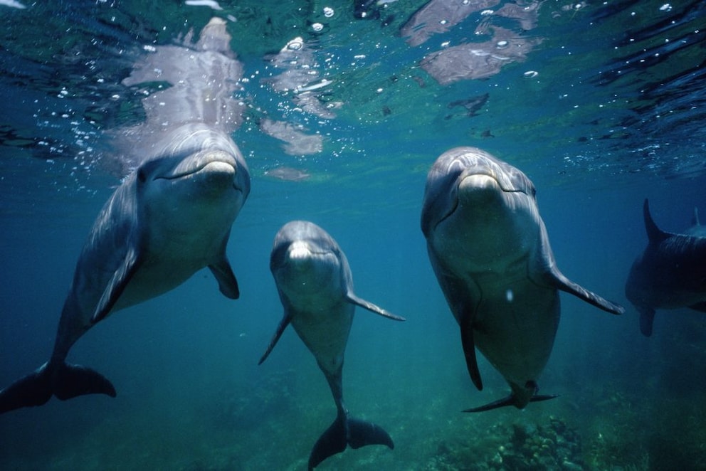 Dolphin