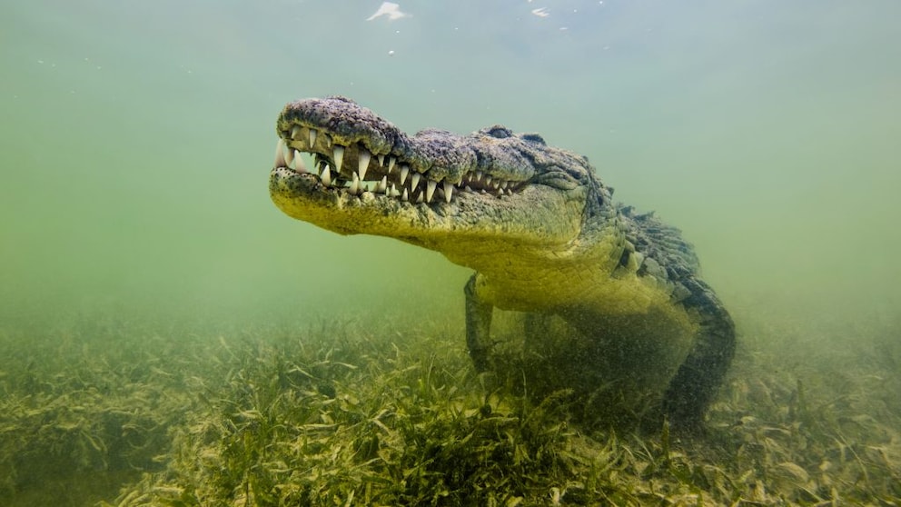 Underwater shot of a saltwater crocodile