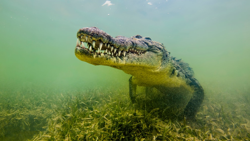 Unterwasseraufnahme eines Leistenkrokodils