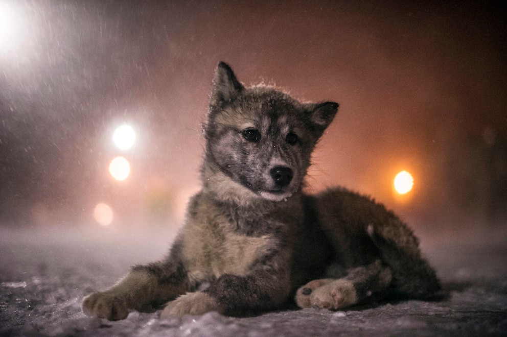 Kanadischer Eskimohund