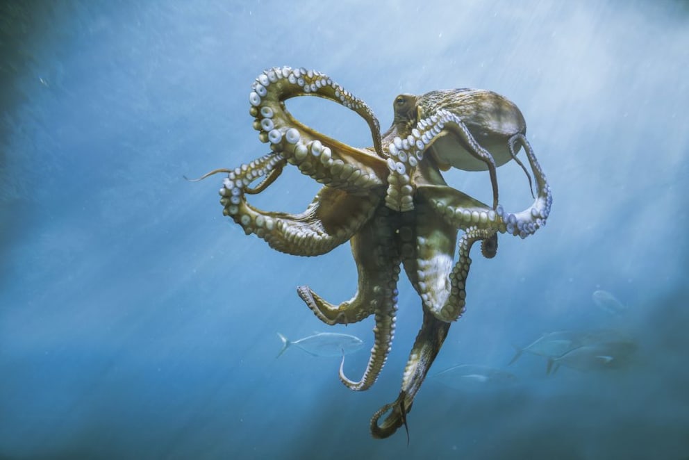 Octopus in Water