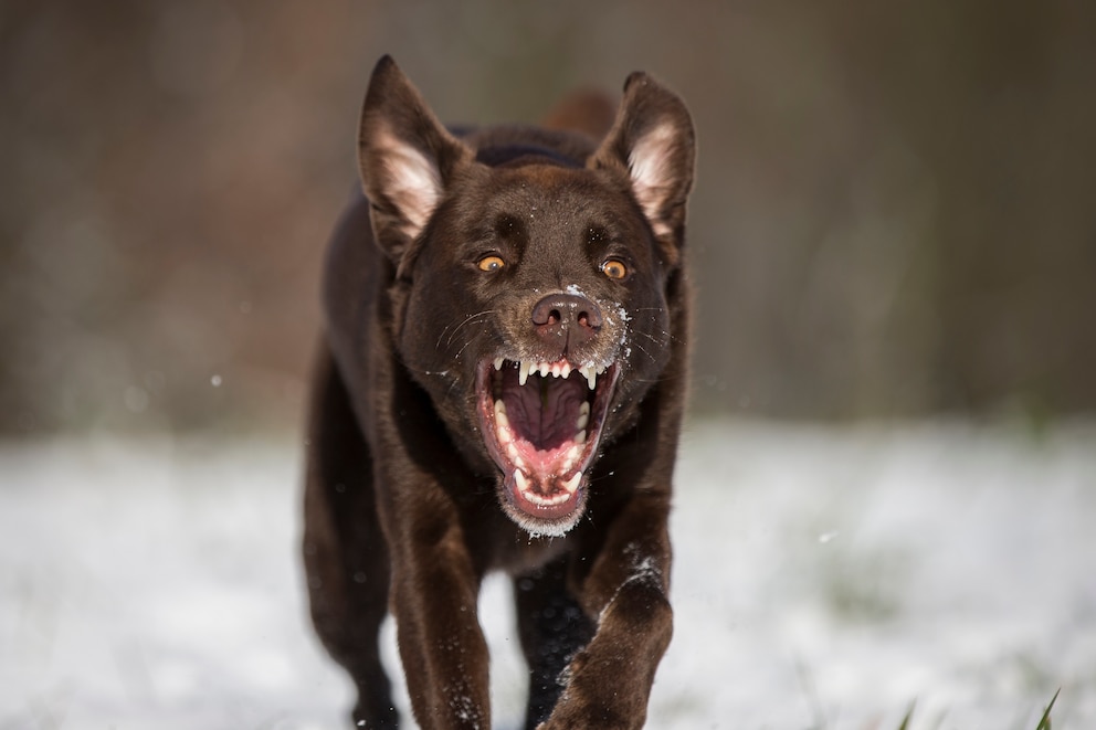 Hund mit geöffnetem Maul rennt