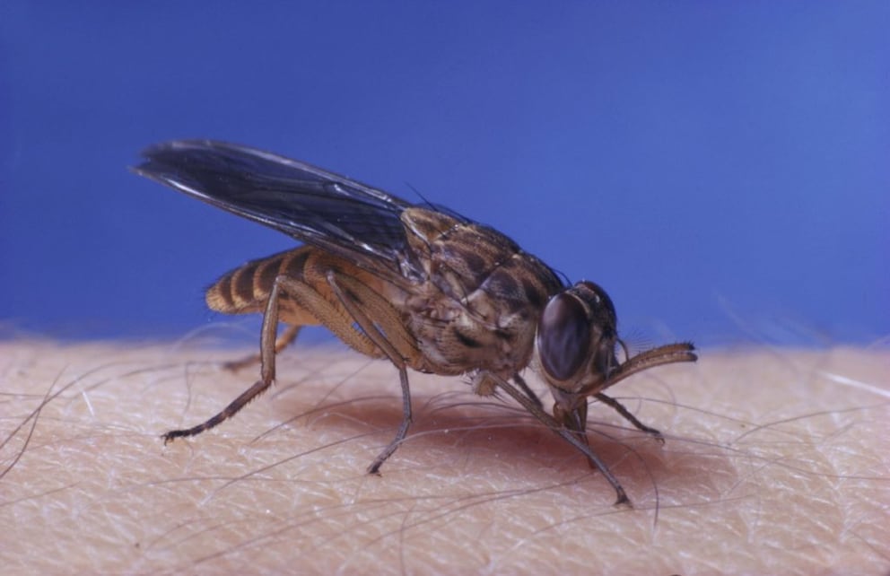 Tsetse fly sucking blood on a human