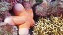 Choriaster granulatus – der Walzenseestern, der wie ein Penis aussieht