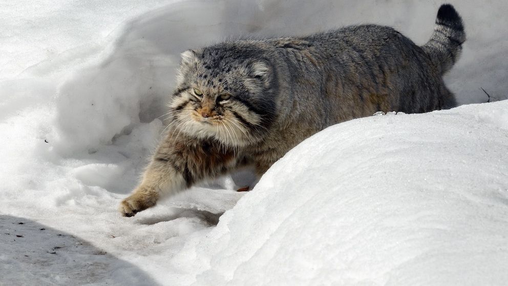 Ein Manul, auch Pallas-Katze genannt, auf dem Mount Everest im Schnee