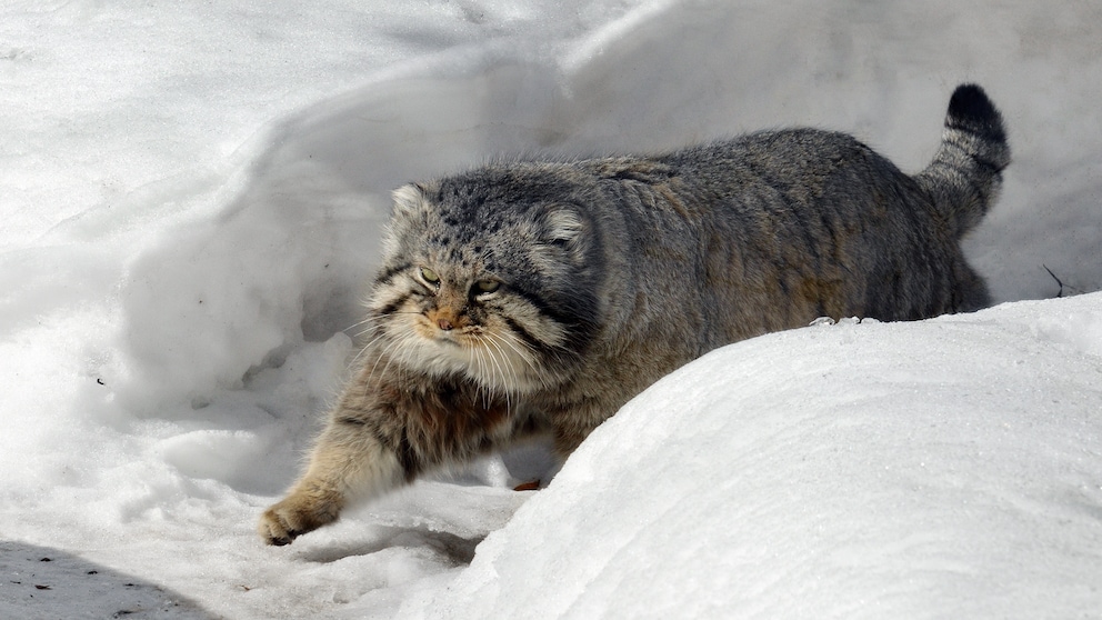 Ein Manul, auch Pallas-Katze genannt, auf dem Mount Everest im Schnee