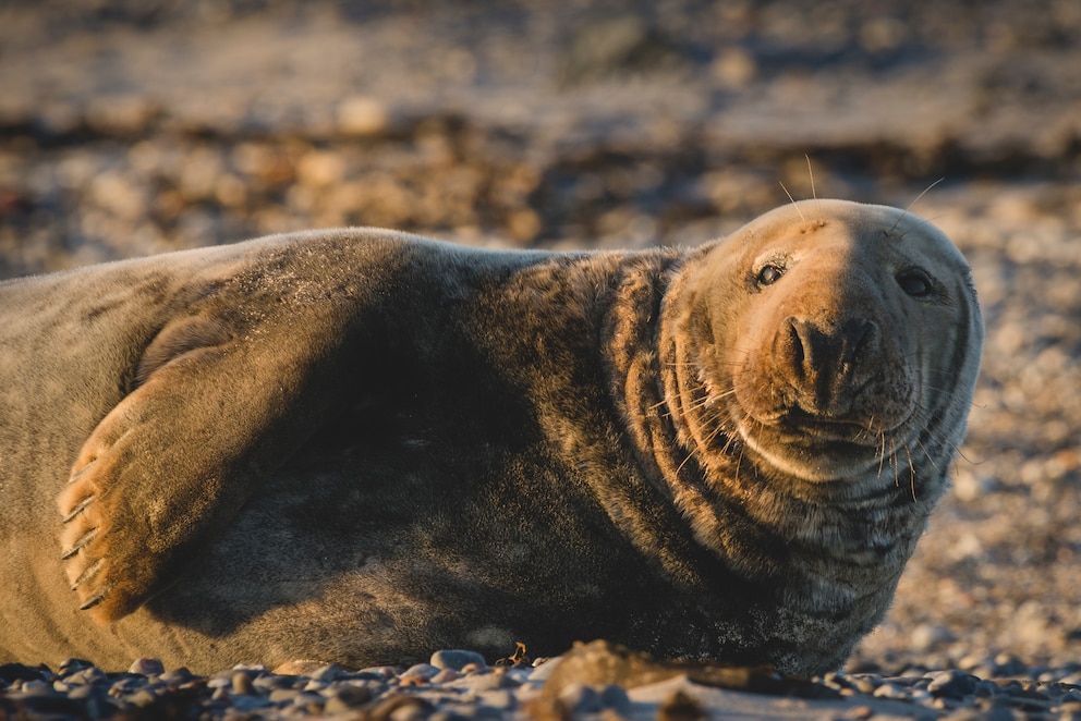 Kegelrobbe auf Helgoland