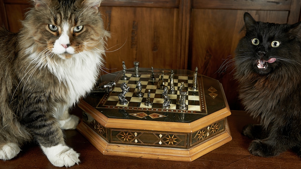 Zwei Katzen sitzen vor einem Schachbrett