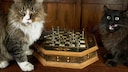 Zwei Katzen sitzen vor einem Schachbrett