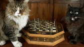 Zwei Katzen sitzen vor einem Schachbrett