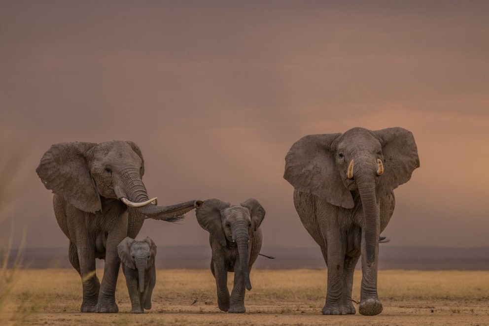 Elephants