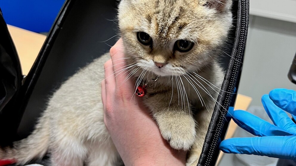 Die kleine Katze wurde vom Zoll im Handgepäck eines Kindes entdeckt