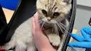 Die kleine Katze wurde vom Zoll im Handgepäck eines Kindes entdeckt