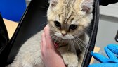 Die kleine Katze wurde vom Zoll im Handgepäck eines Kindes entdeckt