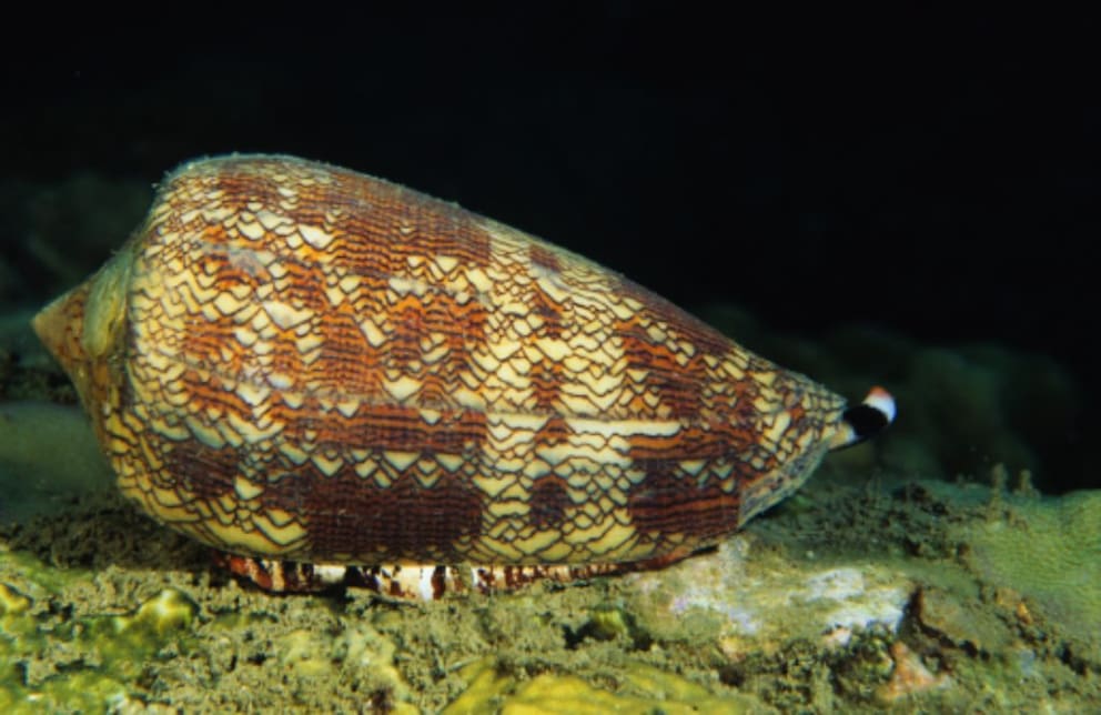 Cone snail