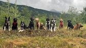 Ein Gruppenfoto der Hunde aus der Hundeschule „Mo Mountain Mutts“ in Alaska