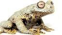 Hyloscritus tolkieni, der nach Fantasy-Autor J.R.R. Tolkien benannte Frosch
