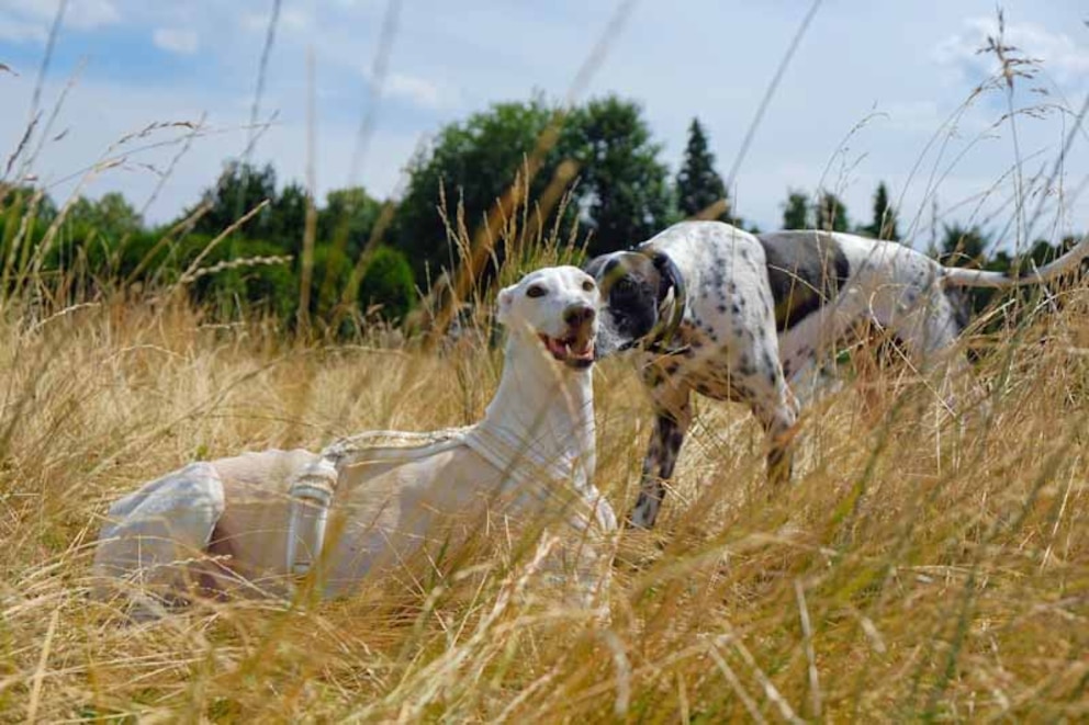 Galgo auf einem Wiesentreffen mit anderem Jagdhund