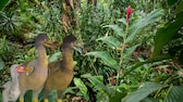 Naturpark auf Mauritius mit drei Dodos im Vordergrund