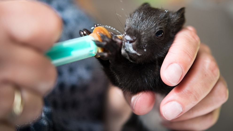 Ein junges Eichhörnchen wird mit einer Pipette gefüttert