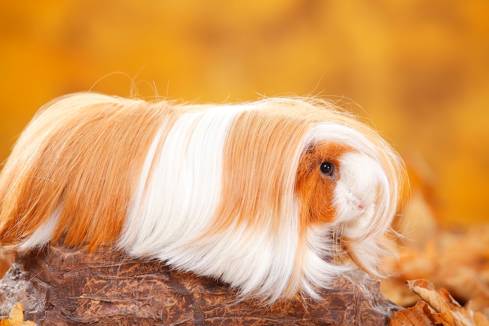 Peruaner Meerschweinchen, rot-weiß