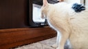 Eine Katze aus Walldorf steht vor ihrer Katzenklappe und will nach draußen gehen