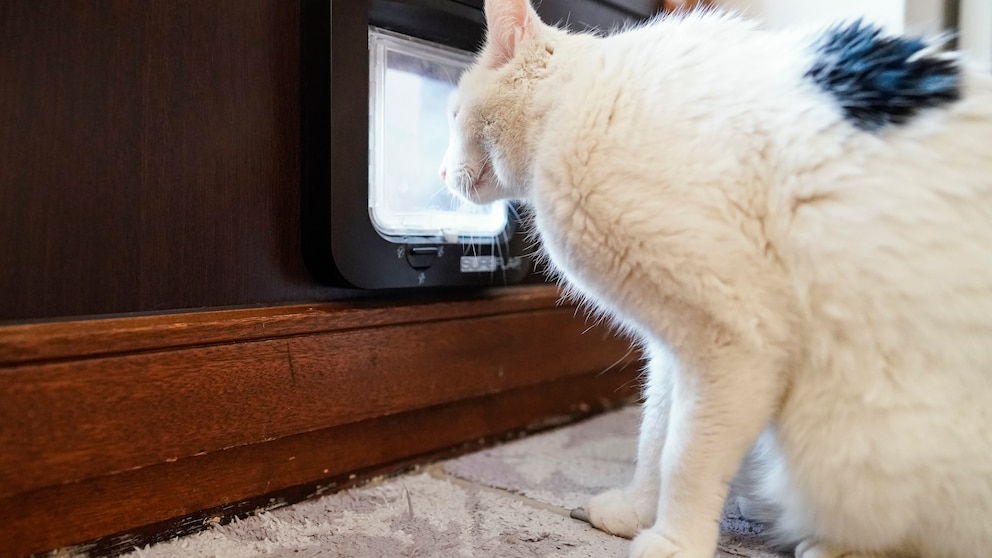 Eine Katze aus Walldorf steht vor ihrer Katzenklappe und will nach draußen gehen