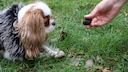Dem Cavalier King Charles Spaniel «Minnie» wird bei einem VHS-Kurs für die Trüffelsuche mit Hund ein Trüffel hingehalten