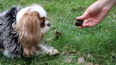 Dem Cavalier King Charles Spaniel «Minnie» wird bei einem VHS-Kurs für die Trüffelsuche mit Hund ein Trüffel hingehalten